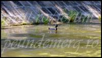 Imagine atasata: Bega-Blvd-BBT-Mai-2012-06.jpg